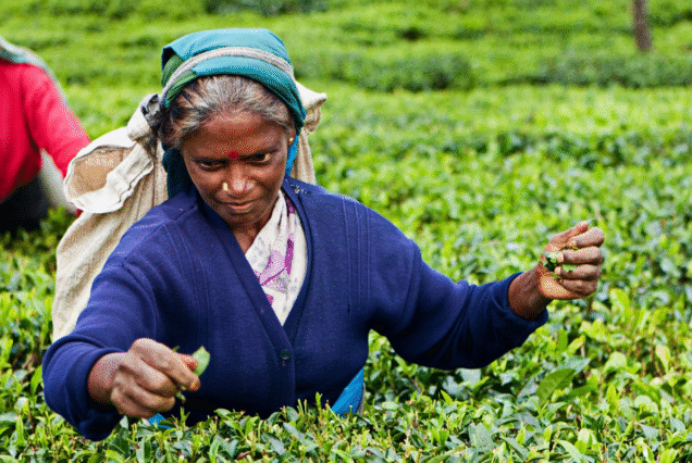 Agencija Slonček, Šrilanka, oktober 2025