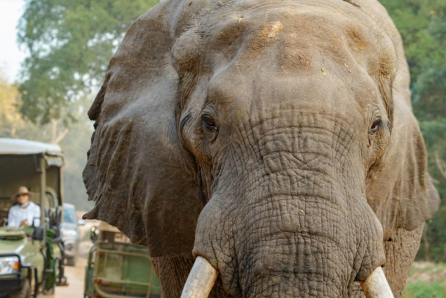 Agencija Slonček_Tanzanijski safari in Zanzibar